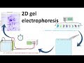 2D gel electrophoresis