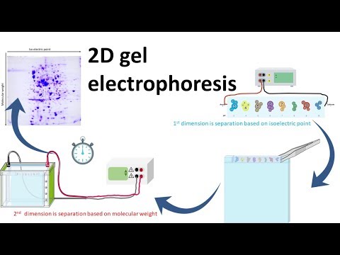 Video: Perbedaan Antara Elektroforesis Gel 1D Dan 2D