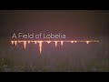 A Field of Lobelia - AI Generated Music by AIVA
