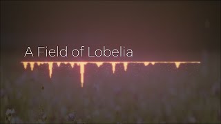 A Field of Lobelia - AI Generated Music by AIVA
