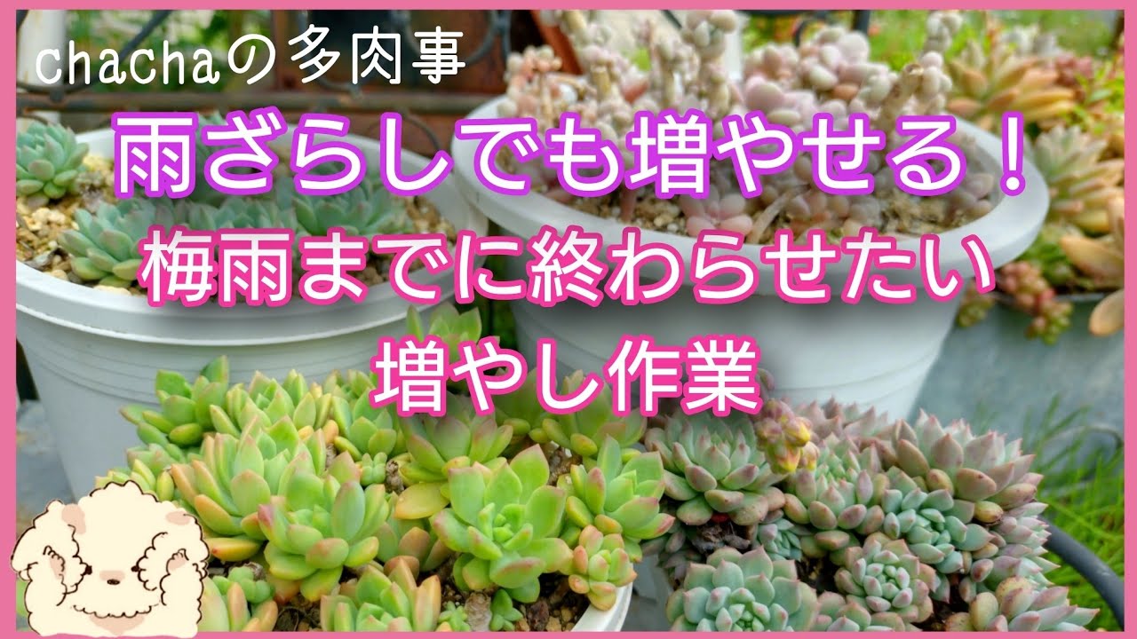 【多肉植物】梅雨までに！終わらせたい増やし作業✂️雨ざらしのカット後１ヶ月の変化🌱✨