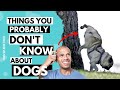 Are u sure you know everything about dogs 16 unknown dog facts you must know