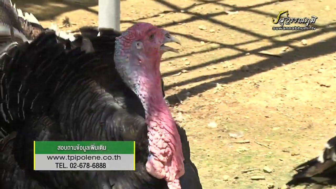 รายการเกษตรอินทรีย์ชี้ช่องรวยEP23ไก่งวงราชบุรีเลี้ยงง่ายรวยได้เร็ว แปรรูปส่งออกเงินดี