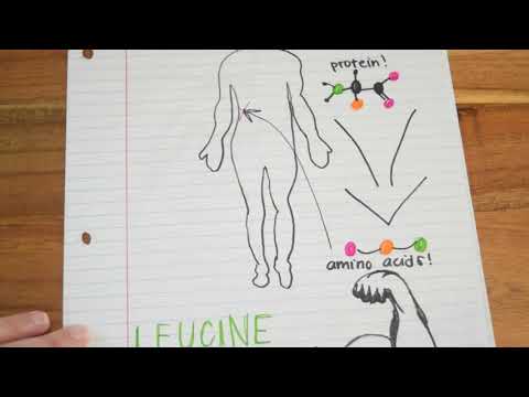 Video: Co dělá aminokyselina?