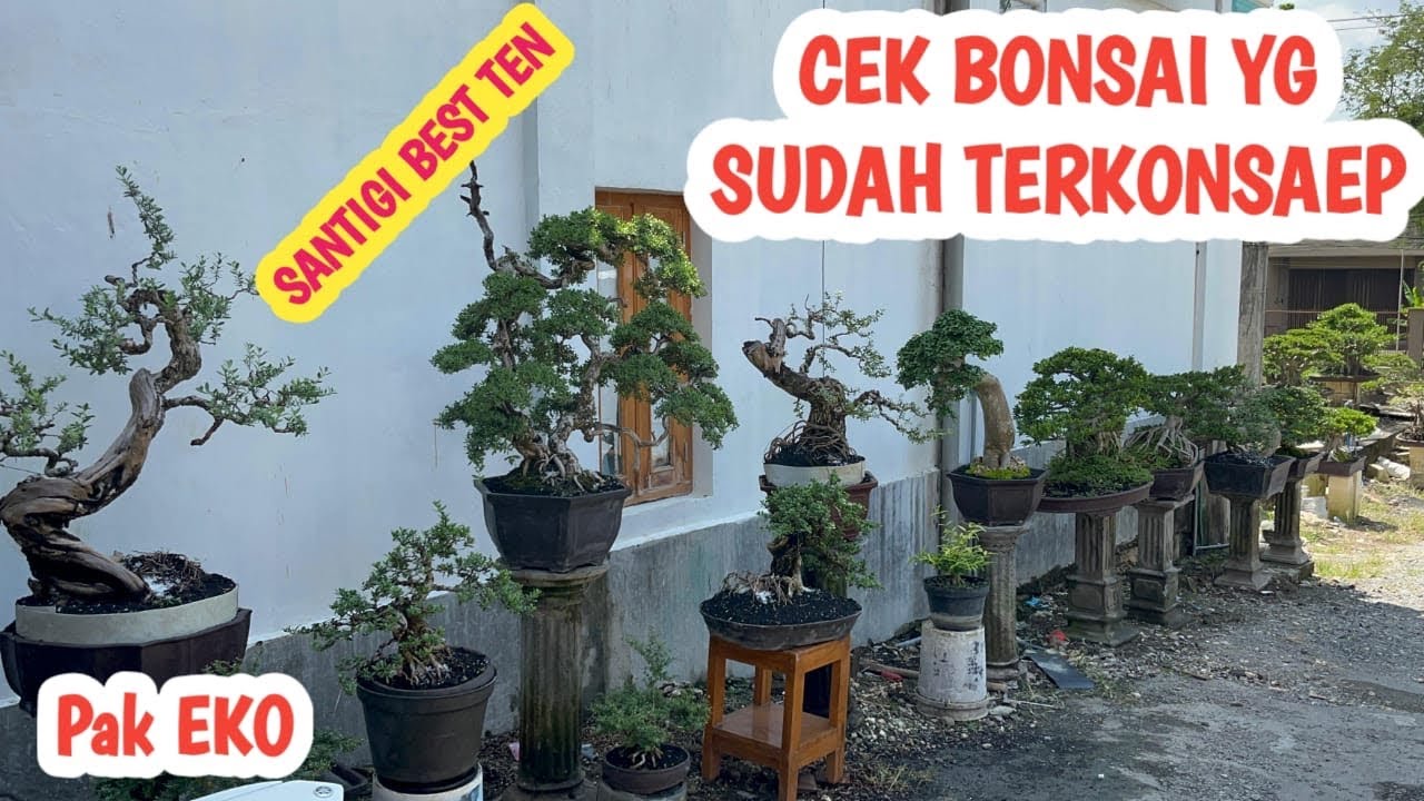 HARGA BONSAI  SPEK KONTES, BISA DI NEGO📞 0823-3163-8393 @JeckpaeyBonsai91 