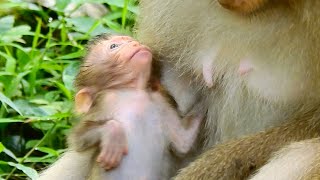 SO LOVELY AND BEAUTIFUL BABY RAINBOW FEEL DRUNK AFTER MUM PROCESSING PLENTY MILK. screenshot 5