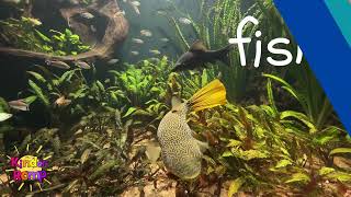 Hello Fish 🐠 Soft Start Music for Students  10 Minute Nature Background Video screenshot 5