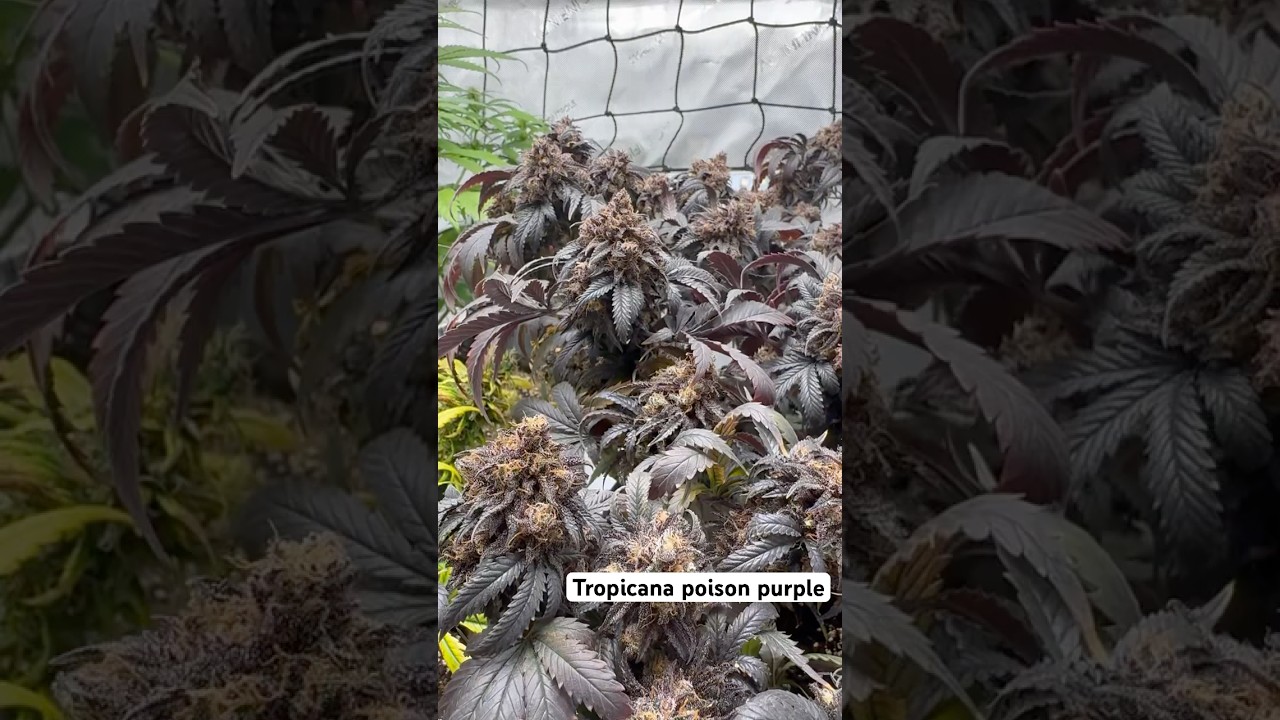 Week 7 flowering | amazing tropicana poison | sweet seeds | Like&subscribe for more videos ❤️