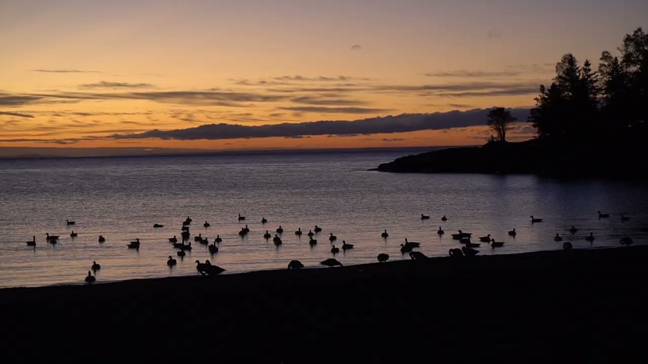 Northern Minnesota Canada Goose Pre Dawn Light