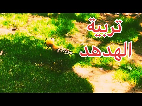 تربية طائر الهدهد داخل محمية عراقية للطيور ومعلومات مهمة حول تربية طائر الهدهد 34