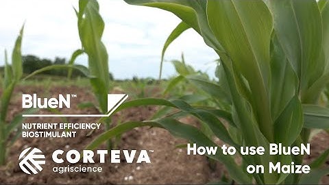 How to use Nutrient Efficiency Biostimulant BlueN™ on maize