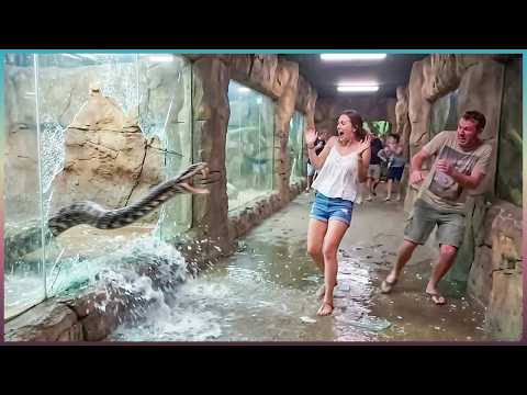 Terrifying Snake Encounters Caught on Camera