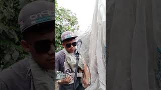 #konser #dipohon #jambu