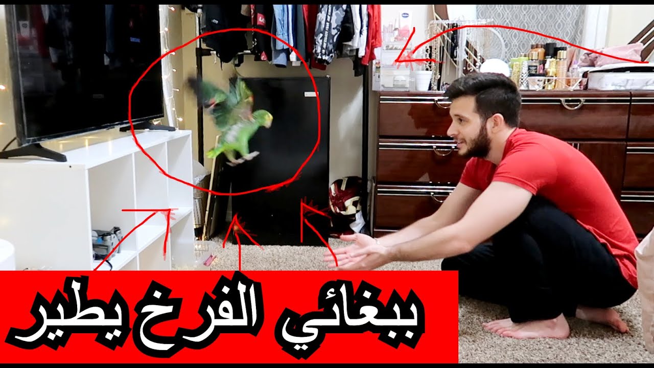 بيبي ميزو بداء يقفز ويطير بنفسه ماشاء الله ببغاء دبل يلو هيد ماجنا🙈❤️