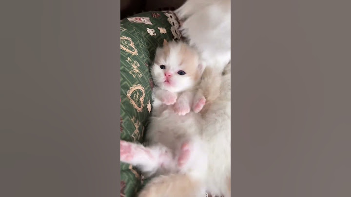 A little baby who just woke up - #cutecat #pet #kucing #kitty #kitten #foryou #catlovers #tranding