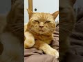 【最近よくｱﾉ動物に似てると言われる花凛ちゃん🐾】 #cat #猫 #shorts