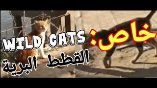 جولة في الطبيعة المصرية مع القطط البرية   A tour of the Egyptian nature with wild cats