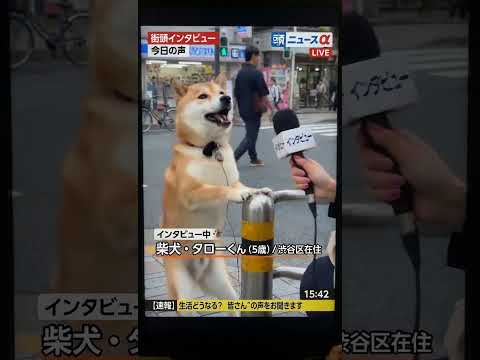 休みが終わった #いぬ #犬動画