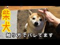 犬慣れしてない人がよくする触り方。