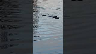 Snowy River Holiday Park