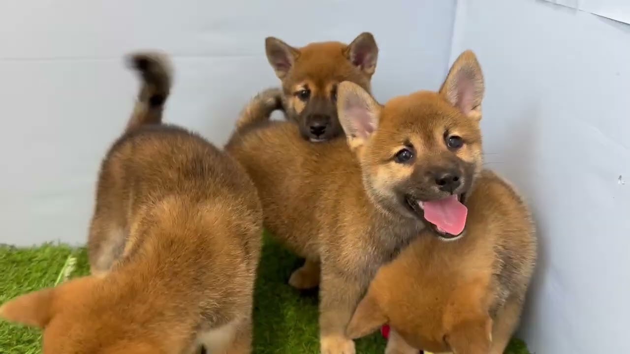 柴犬の子犬（メス♀） 弘前店｜ペットショップCoo＆RIKU