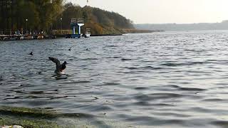 ducks quacking, eating and  splashing on the river - Relaxing sounds of nature.