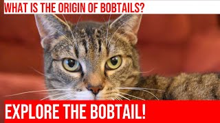 Exploring the American Bobtail Cat: Origin, Characteristics & More