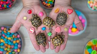 Over 100 Baby Turtles Are Hatching at Garden State Tortoise | Hatching Season Is Here!
