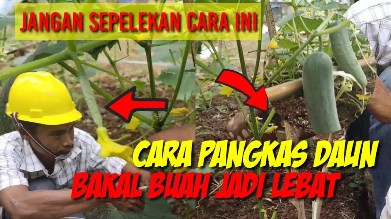cara melakukan pemangkasan mentimun supaya berbuah lebat