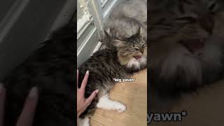 Booty Squeeze Kitty Edition