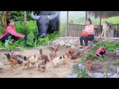 Video Building a peaceful life - peace of mind / Living with... - youtube