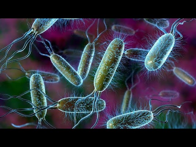 MICROBIAL DEGRADATION