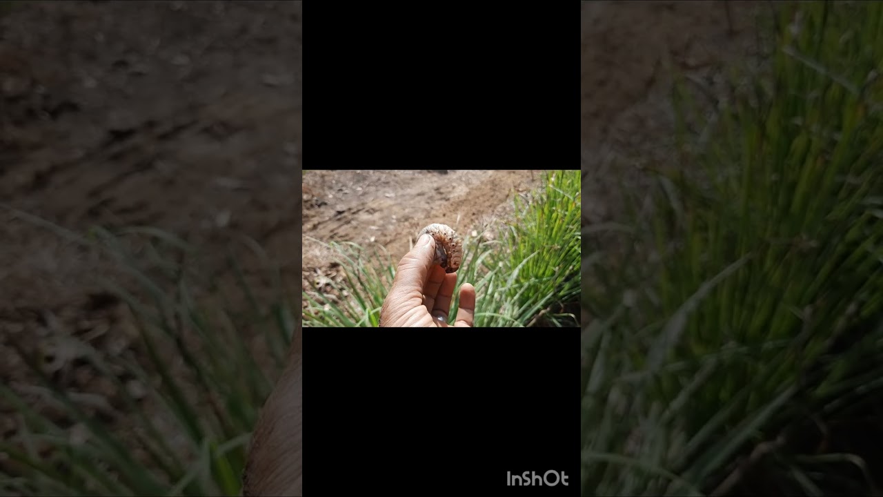 Leben auf den Philippinen, 🦎 oder mein Auberginen Beet und anderes. 