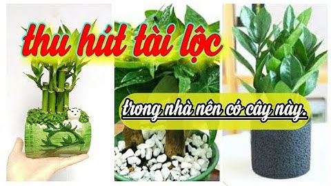 10 CÂY PHONG THỦY NÊN TRỒNG TRONG NHÀ ĐỂ THU HÚT TÀI LỘC (tiền vào như nước) | Mê bonsai