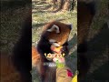 Red Panda: Super Cute &amp; Weak Bite Force #RedPanda #CuteAnimal #AnimalFacts