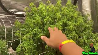 How To Grow Weed Indoors (Week 1 of Flower)#newgrower #growyourown #week1offlower