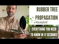 Rubber Tree Propagation All You Need To Know In 17 Seconds 
