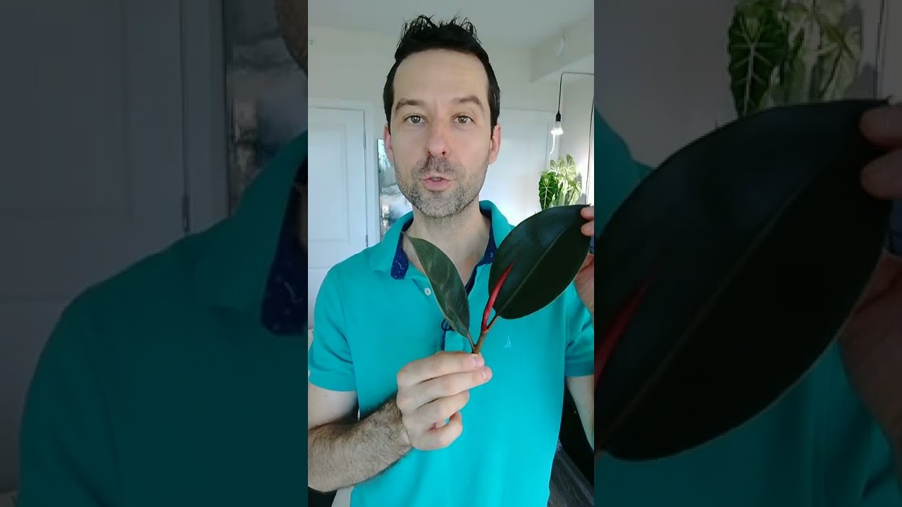 Rubber Tree Propagation All You Need To Know In 17 Seconds 