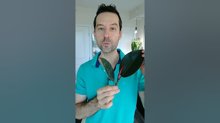 Rubber Tree Propagation (All You Need to Know in 17 Seconds)