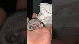 Rejected Joey Twix Having Her Milk Formula Feeding