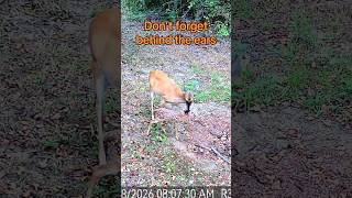Don’t forget behind the ears! #trailcamera #deer