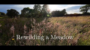 Rewilding a Meadow. A cinematic film celebrating the biodiversity supported  by a small wild meadow.