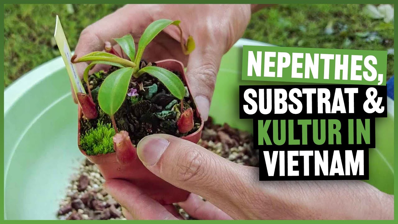 #217 So kultiviert Steve seine Hochland Nepenthes in Vietnam