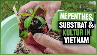 #217 How Steve grows his highland Nepenthes in Vietnam