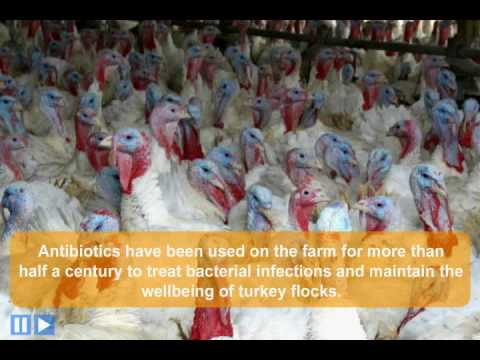 Pam Larson Describes the Importance of Animal Antibiotics