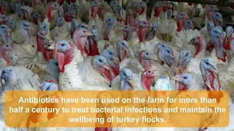 Pam Larson Describes the Importance of Animal Anti...