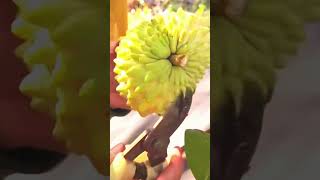 pemotongan buah srikaya dengan gunting tajam #shorts