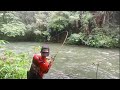 Berburu ikan sultan di sungai tengah hutan kalimantan