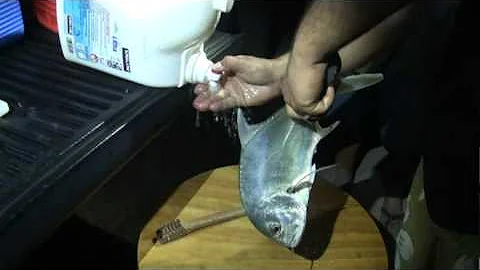 Fishing Papio, James Mersburgh Hit The Jackpot May...