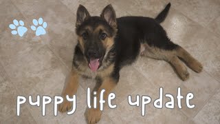 10 week old German Shepherd Puppy ~ Puppy Proofing, Puppy Blues & more ~ 